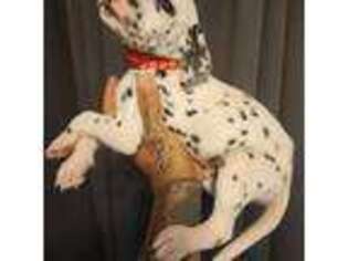 Dalmatian Puppy for sale in Mira Loma, CA, USA