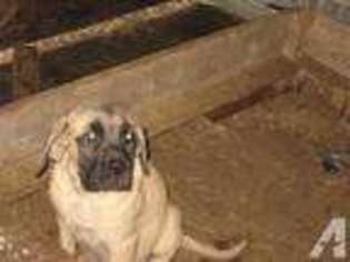 Mastiff Puppy for sale in ALBA, TX, USA