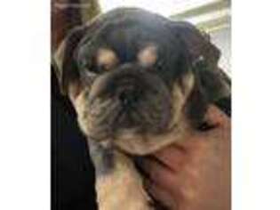 Bulldog Puppy for sale in Rayne, LA, USA