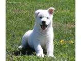 Akita Puppy for sale in Falcon, MO, USA