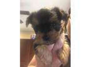 Yorkshire Terrier Puppy for sale in King, NC, USA