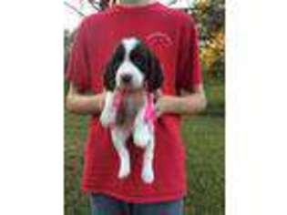 Medium Photo #1 English Springer Spaniel Puppy For Sale in Corinth, MS, USA