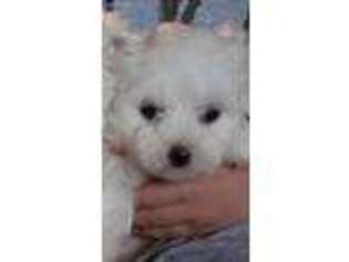Maltese Puppy for sale in Rixeyville, VA, USA