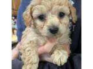 Mutt Puppy for sale in Remington, IN, USA