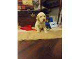 Labrador Retriever Puppy for sale in Sacul, TX, USA