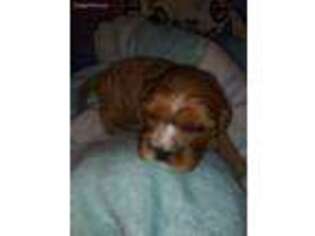 English Toy Spaniel Puppy for sale in Campbell, OH, USA