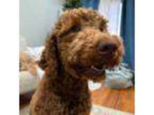 Labradoodle Puppy for sale in Linden, NJ, USA