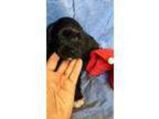 Mutt Puppy for sale in Blanding, UT, USA