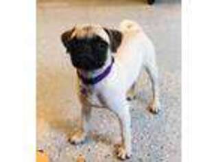 Pug Puppy for sale in Elk City, KS, USA