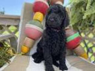 Goldendoodle Puppy for sale in Ferguson, NC, USA