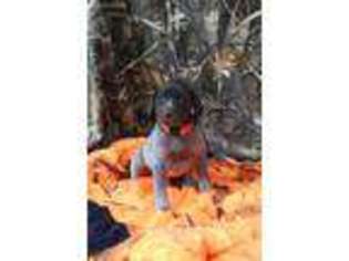 German Shorthaired Pointer Puppy for sale in Millerstown, PA, USA