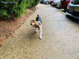Beagle Puppy for sale in Falls Church, VA, USA