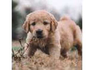 Golden Retriever Puppy for sale in Albemarle, NC, USA