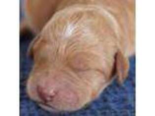 Mutt Puppy for sale in La Farge, WI, USA