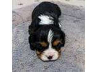 Cavalier King Charles Spaniel Puppy for sale in Hearne, TX, USA