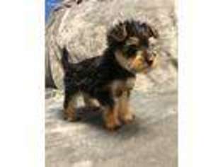 Mutt Puppy for sale in Tilton, NH, USA