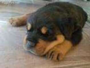 Rottweiler Puppy for sale in Clayton, DE, USA