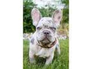 French Bulldog Puppy for sale in Millersburg, IN, USA