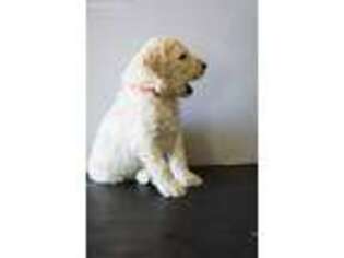 Labradoodle Puppy for sale in Wagener, SC, USA