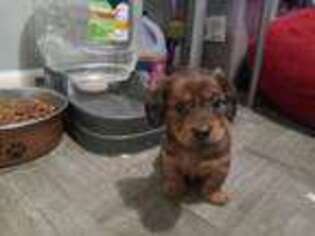 Dachshund Puppy for sale in Browns Mills, NJ, USA