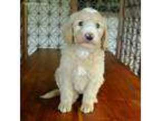 Goldendoodle Puppy for sale in Maryville, TN, USA