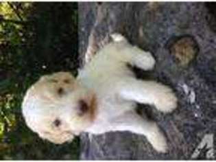 Goldendoodle Puppy for sale in ETTERS, PA, USA