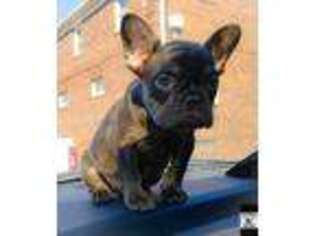 French Bulldog Puppy for sale in Salem, OH, USA