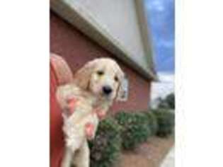 Goldendoodle Puppy for sale in Byron, GA, USA