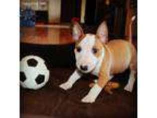 Bull Terrier Puppy for sale in Cody, WY, USA