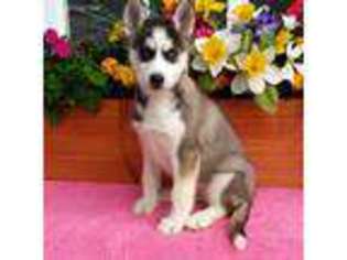 Siberian Husky Puppy for sale in Gap, PA, USA