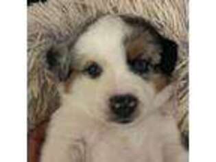 Australian Shepherd Puppy for sale in Valley Center, CA, USA