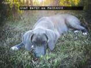 Great Dane Puppy for sale in Roseville, IL, USA