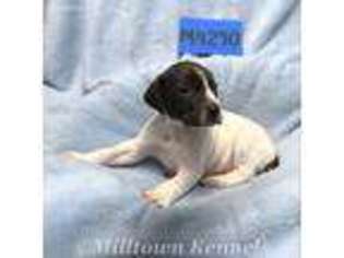 German Shorthaired Pointer Puppy for sale in Lakeland, GA, USA