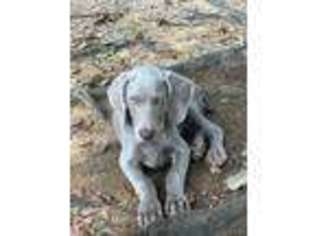 Weimaraner Puppy for sale in Comer, GA, USA