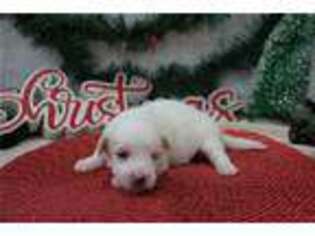 Coton de Tulear Puppy for sale in Kirksville, MO, USA