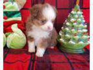 Miniature Australian Shepherd Puppy for sale in Culloden, GA, USA