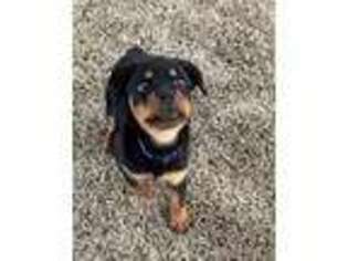 Rottweiler Puppy for sale in Hope Mills, NC, USA