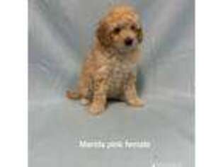 Goldendoodle Puppy for sale in Odessa, MO, USA
