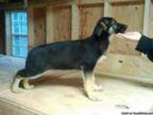 German Shepherd Dog Puppy for sale in NORTH TONAWANDA, NY, USA