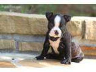 Boston Terrier Puppy for sale in Center Ridge, AR, USA