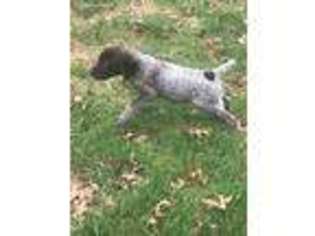 German Shorthaired Pointer Puppy for sale in Mifflintown, PA, USA