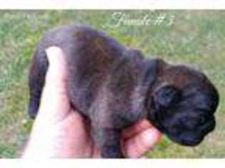 French Bulldog Puppy for sale in Woodville, AL, USA