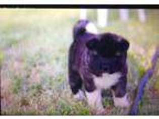 Akita Puppy for sale in Dallesport, WA, USA