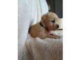 Golden Retriever Puppy for sale in Cantril, IA, USA