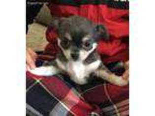 Chihuahua Puppy for sale in Monroe, NC, USA
