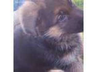 German Shepherd Dog Puppy for sale in Nespelem, WA, USA