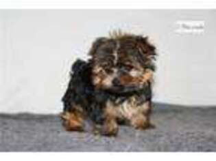 Yorkshire Terrier Puppy for sale in Cedar Rapids, IA, USA