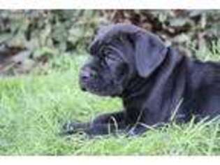 Medium Photo #1 Cane Corso Puppy For Sale in Newmanstown, PA, USA