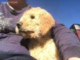 Goldendoodle Puppy for sale in Liberty, SC, USA