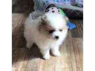 Pomeranian Puppy for sale in Coffeen, IL, USA